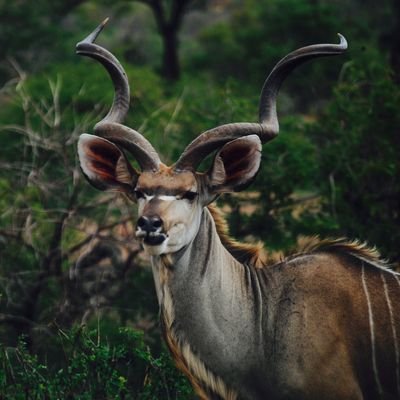4U_NEXUS's profile picture. hey it's univers of animals