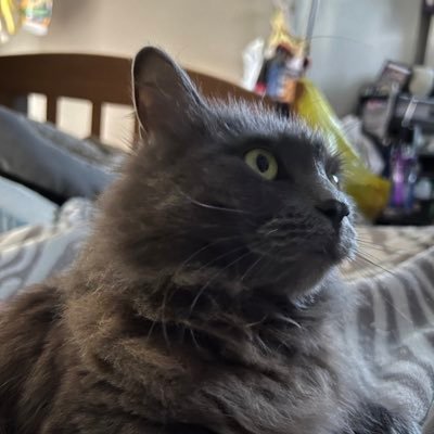 1RanmaSaotome1's profile picture. cosplayer and a sapling/napling