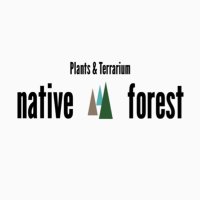 native forest【Plants&Terrarium】 (@nativeforest1) 's Twitter Profile