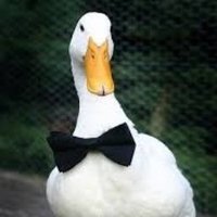 SirDuck🎩(@SirrDuckk) 's Twitter Profileg