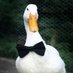 SirDuck🎩 (@SirrDuckk) Twitter profile photo SirDuck🎩 (@SirrDuckk) Twitter profile photo