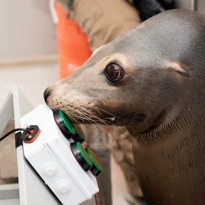 PhD student and animal trainer studying behavioral health, cognition and welfare in sea lions and dolphins 🐬 🦭 @EdinburghUni