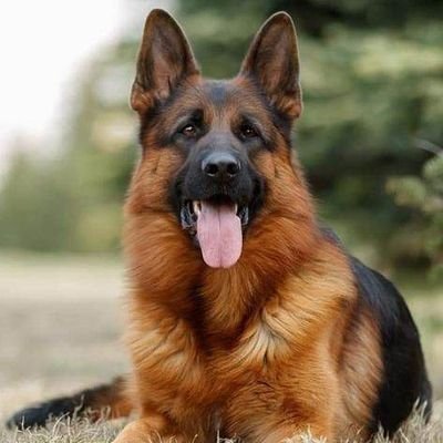 Wellcome to @Germanshepherd Lovers Gang!
We shere daily #germanshepherd content.
Follow us if you realy love germanshepherd.