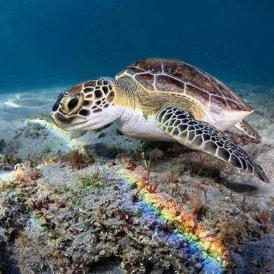 Dougterrapin's profile picture. Controversial, ahead of the curve, progressive. Save the planet before we can't.  Getting aggravated at disrespectful posthumous AI videos.