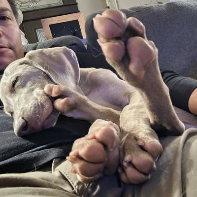 beer_dog_rinse's profile picture. Husband. Son. American. Tax  Payer. Employed. Dog lover. Homebrewer.