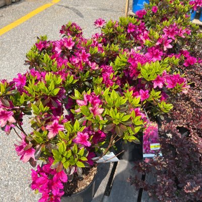 kerrkrazy's profile picture. 