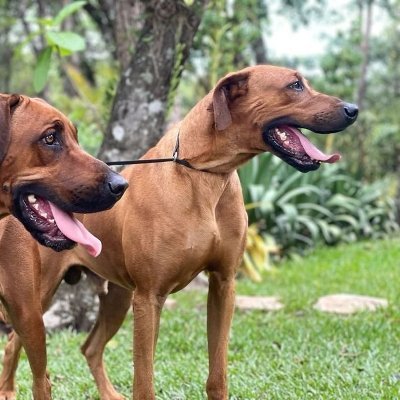 愛が世界を支配する

「犬は地球上で自分自身よりもあなたを愛する唯一のものです」

2 ローデシアンリッジバック

ゆきちゃん