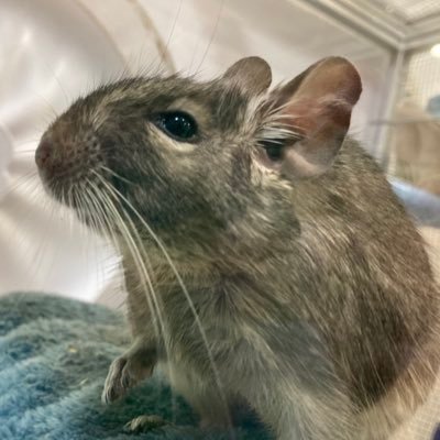 ぐでぐでぐでちゃんさんのプロフィール画像