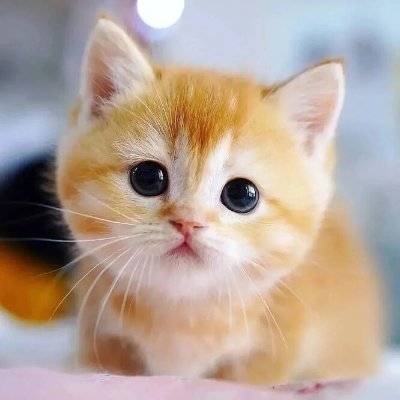 Kat979626022186's profile picture. маленький котеночек в жестоком мире