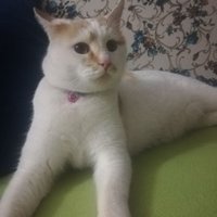 Soğan Cücüğü (@chetinceviz) 's Twitter Profile Photo