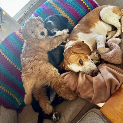 Reese the beagle! Charlotte: half beagle, half Cape Shore Water Dog. Oliver the golden doodle!  Follow us on Insta: @reesebeagle for more!