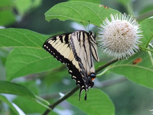 We are a fun, relaxed group of native plant lovers who learn, share plants, go on field trips, and do projects together. Join us!