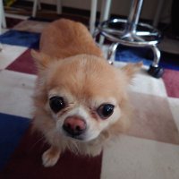 cocoro (@coco4246) 's Twitter Profile