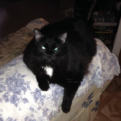Catpantt's profile picture. catmomma, conservative forever.   🚫dm's