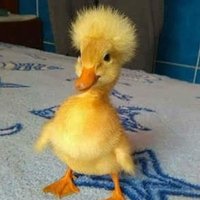 LIEBE FRISST LEBEN (@magtastarke) Twitter profile photo