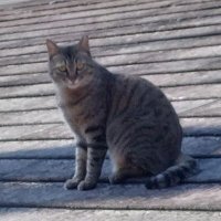 ใใผในใฑ (@furukubory5025) 's Twitter Profile Photo ใใผในใฑ (@furukubory5025) 's Twitter Profile Photo
