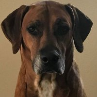 RhodesianRidgeback(@BrownMohawkDog) 's Twitter Profile Photo