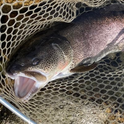 バス釣り、エリアトラウト（ホームは高島の泉）いいねでフォロー、無言フォローさせて頂いております。釣り欲に勝てない一児のパパ。