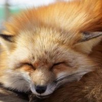 田中 (@knst_rom) 's Twitter Profile