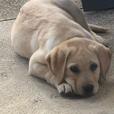 Awkward_Simp_'s profile picture. I did not choose this username. ‼️ STREAM MIDNIGHTS TS ‼️🥰💙💜