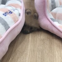 みーこ (@1ceh1d) 's Twitter Profile
