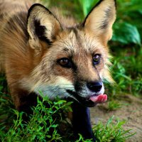 Lochy 🦊 (@lochthefoxgod) 's Twitter Profile Photo Lochy 🦊 (@lochthefoxgod) 's Twitter Profile Photo