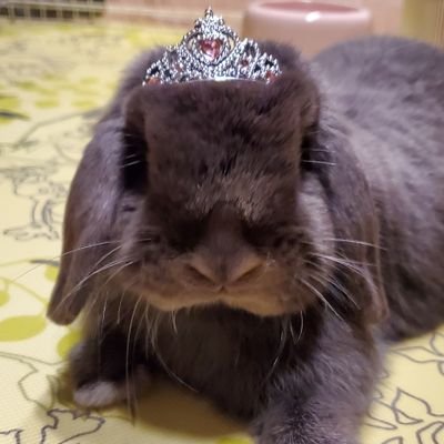 🐰ホーランドロップ🐰ブルー🐰女の子🐰2020.12.09生まれ🐰
⚠DM非対応です⚠
#こまめ観察日記