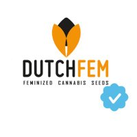Dutchfem(@dutchfem) 's Twitter Profile Photo
