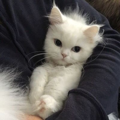 golosnade's profile picture. 