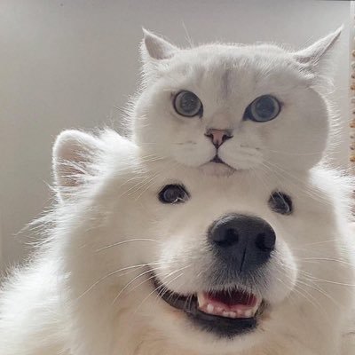 Please laugh and be healed by animals and various things（動物や色々なものに笑い、癒されてください）こちらのポスト画像、動画は、不変哲さん以外の引用は禁止です。