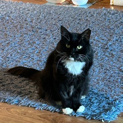 TeemuK9's profile picture. Kissaihminen - ulkomailla asuva otus joka seuraa tarkasti Suomen tapahtumia -FIN/SWE/ENG/ET