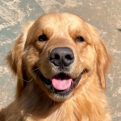 goshua's profile picture. 