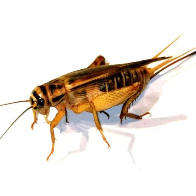 biobugsA's profile picture. 