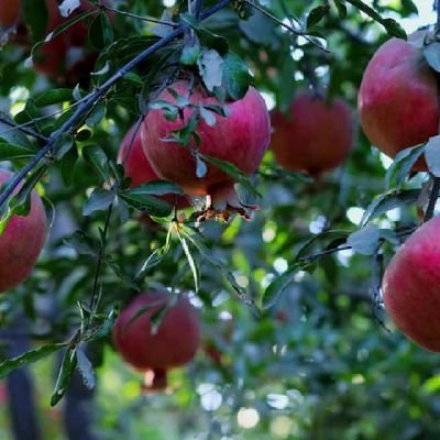 زه چاته نه وایم چی ماهم محبت کړی دی
ټولی ګیلې می دیادګار په کتابچه کی لیکم
