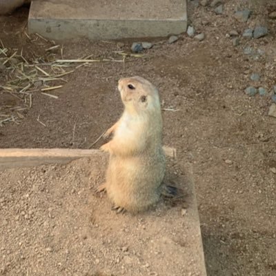 youping47041539's profile picture. D1/核酸/DC1/情報収集のために始めました、よろしくお願いします！