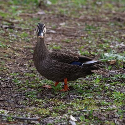 試される大地で日々野生動物を愛でたり、時に格闘したり、美味しく食したりしてます
もしかしたら気ままにつぶやくかも
鳥獣管理士準一級目指して邁進中
DCC1、鳥獣管理士2級、狩猟免許第1種と罠