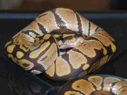 used to breed kings,rats,milks,corns. breed ball pythons and a few boas now. kept a wide variaty of tarantulas and beardeds