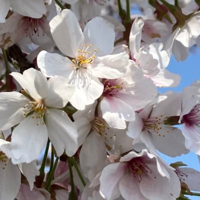 AH6ZN8rY3EIA3C4's profile picture. 娘：公立中→都立高校→都内国立大学。息子：私立中からの高校受験→合格。今後は大学受験の情報収集。