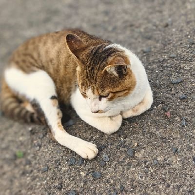 keiyama2486's profile picture. 霜降り