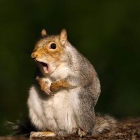 Nutty Squirrel Latte(@GreatScottDC) 's Twitter Profile Photo