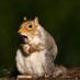 Nutty Squirrel Latte (@greatscottdc) Twitter profile photo Nutty Squirrel Latte (@greatscottdc) Twitter profile photo