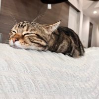 みるく (@osriym) 's Twitter Profile