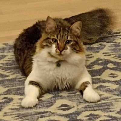 utangaç etçil çoktan seçmeli gerizekalı