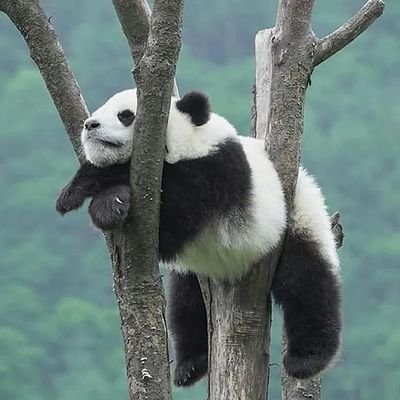 hikari_miku163's profile picture. 快樂美利堅，槍戰每一天！