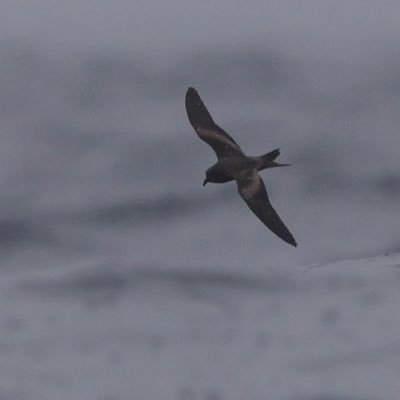 PhD student, veterinary physiology, storm-petrel, Tokyo.
