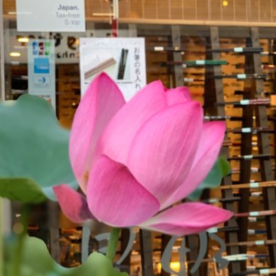 zdzOUvrUvqtdtSO's profile picture. still new to twitter🐤 休眠アカほりおこしました