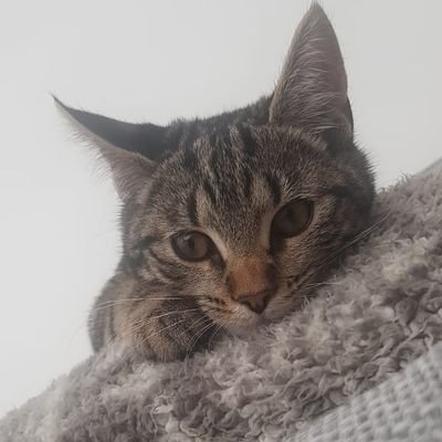 AdamWes93882827's profile picture. 
