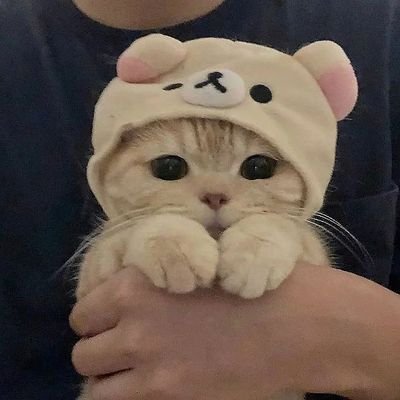 cat4kitty Profile Picture