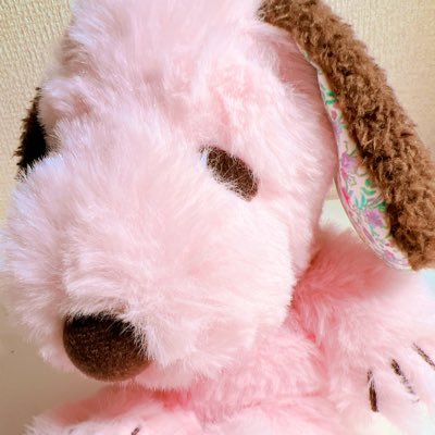 きおり🕊️さんのプロフィール画像