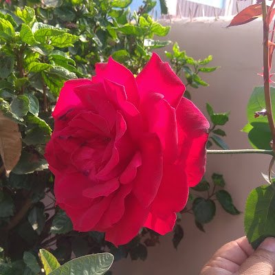 PKC8511's profile picture. 